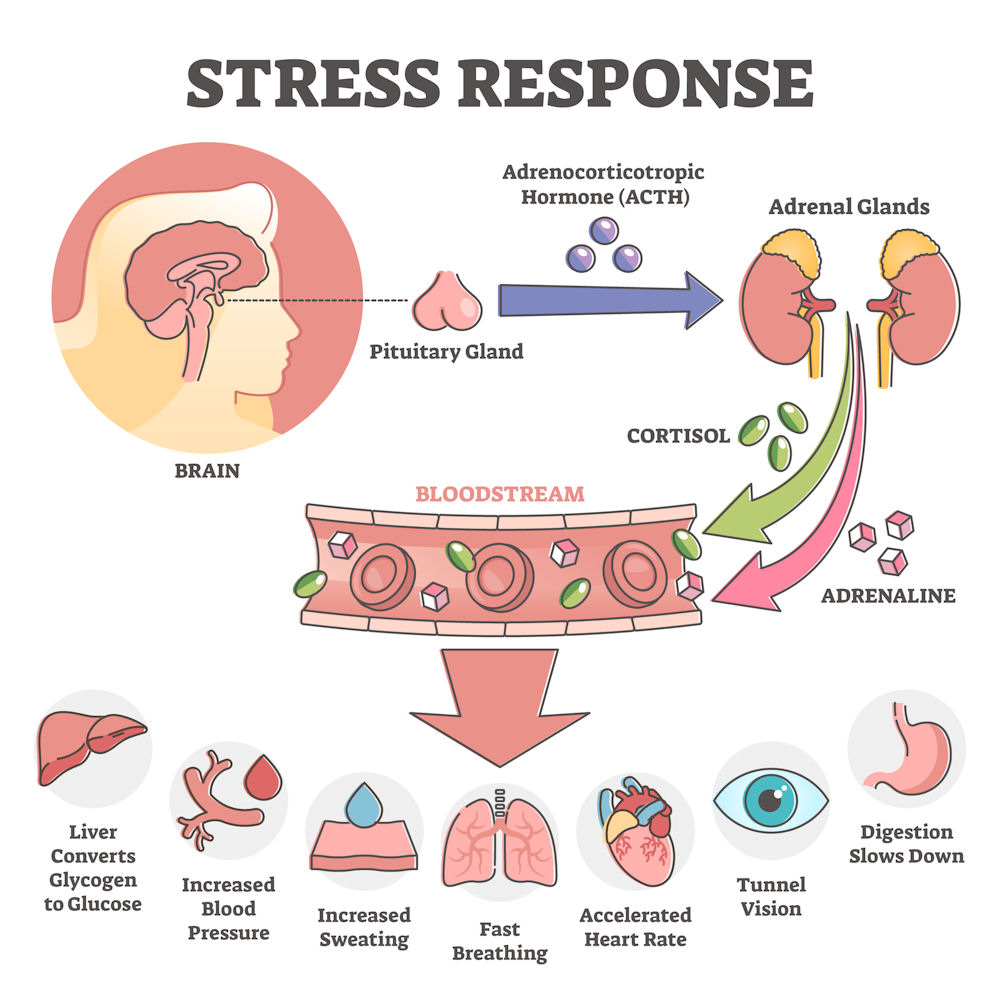 Chart showing how stress affects the body